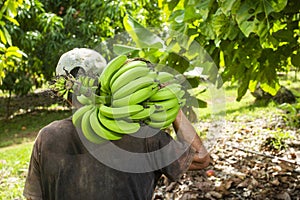 Colombian farmer with bunch of green bananas - Musa x paradisiaca