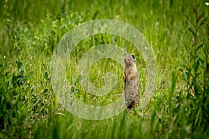 Colombian ground squirrel