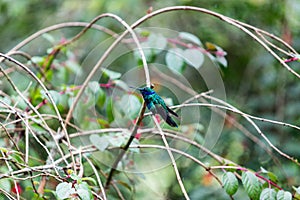 Colombian hummingbird photo