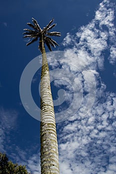 Colombian national tree the Quindio Wax Palm at the Cocora Valley located in Salento in the Quindio region