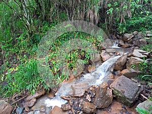 this is colombian nature
