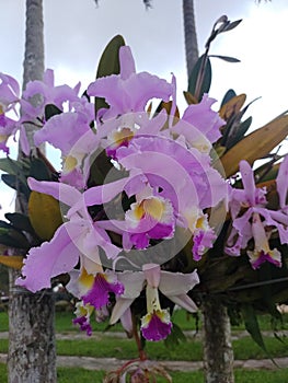 Colombian orchid photo