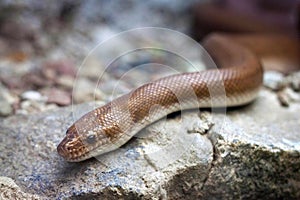 Colombian rainbow boa Epicrates cenchria maurus