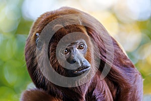 The Colombian red howler or Venezuelan red howler