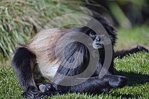 Colombian Spider Monkey