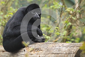 Colombian spider monkey photo