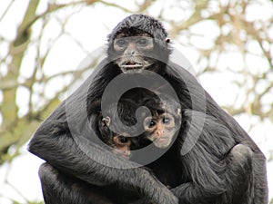 Colombian spider monkey family