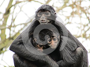 Colombian spider monkey family photo