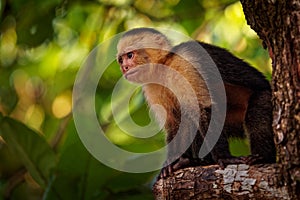 Colombian white-faced capuchin Cebus capucinus, Colombian white-headed capuchin or Colombian white-throated capuchin photo