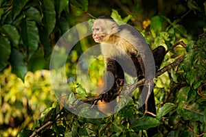 Colombian white-faced capuchin Cebus capucinus, Colombian white-headed capuchin or Colombian white-throated capuchin photo