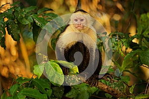 Colombian white-faced capuchin Cebus capucinus, Colombian white-headed capuchin or Colombian white-throated capuchin photo