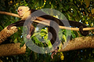 Colombian white-faced capuchin Cebus capucinus, Colombian white-headed capuchin or Colombian white-throated capuchin, New World photo