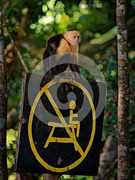 Colombian white-faced capuchin Cebus capucinus, Colombian white-headed capuchin or Colombian white-throated capuchin photo