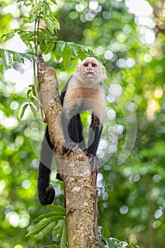 Colombian white-faced capuchin Cebus capucinus, Manuel Antonio National Park, Costa Rica