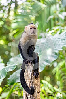 Colombian white-faced capuchin (Cebus capucinus), Manuel Antonio National Park, Costa Rica