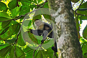 The Colombian white-faced capuchin monkey