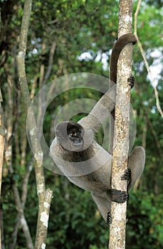 Colombian Wolly Monkey, lagothrix lagothricha lugens, Adult Hanging from Branch