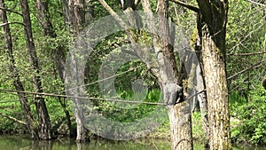 Colombian wolly monkey, lagothrix lagothricha lugens, adult hanging from branch