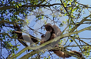 Colombian Wolly Monkey, lagothrix lagothricha lugens, Group with Baby standing in Tree