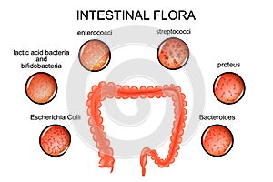 The colon. intestinal flora