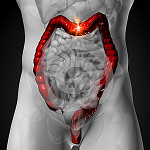 Colon / Large Intestine - Male anatomy of human organs - x-ray view