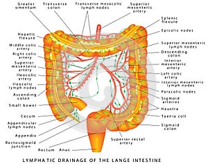 Colon - lymphatic drainage