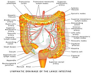 Colon - lymphatic drainage photo