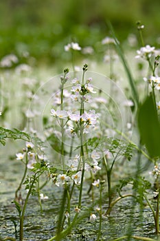 Colon marshy hottonia palustris 2 photo