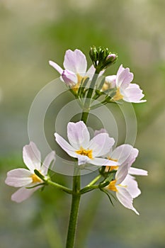 Colon marshy hottonia palustris 1 photo