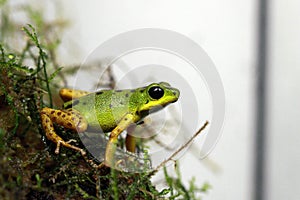 Colon poison dart frog hunting