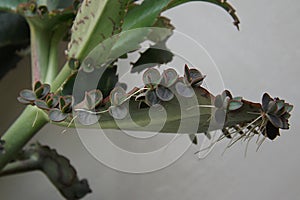 Colonchoe leaf with daughter light bulb