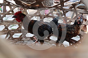 Colong holly chicken tradisional