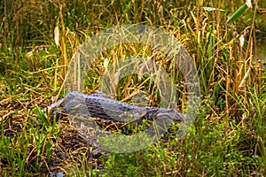 Colonia Carlos Pellegrini - June 28, 2017: Dark alligator at the Provincial Ibera park at Colonia Carlos Pellegrini, Argentina