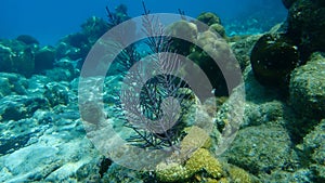 Colonial soft coral bipinnate sea plume or forked sea feather (Antillogorgia bipinnata) undersea