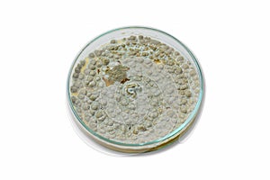 Colonies of allergenic fungus Penicillium from air spores