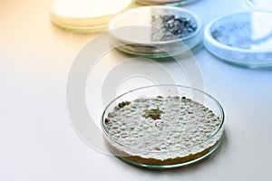 Colonies of allergenic fungus Penicillium from air spores