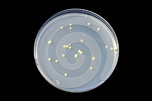 Colonies of bacteria Micrococcus luteus on Tryptic Soy Agar