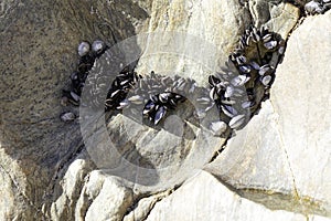 Colonies of clams and crustaceans. Natural background.