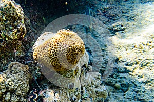 Colonies of the corals (Goniastrea) at coral reef in Red sea