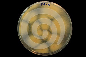 Colonies of deadly Fusarium oxysporum sp. cubense tropical race 4 fungus growing in Petri dish