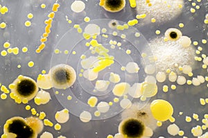 Colonies of different bacteria and mold fungi grown on Petri dish with Tryptic soy agar