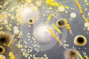 Colonies of different bacteria and mold fungi grown on Petri dish with Tryptic soy agar