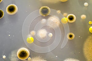 Colonies of different bacteria and mold fungi grown on Petri dish with Tryptic soy agar