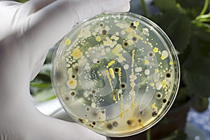 Colonies of different bacteria and molds photo