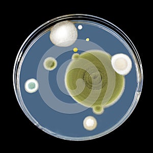 Colonies of mold fungi cultivated from indoor air