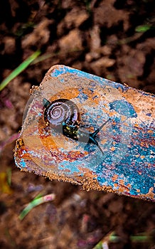 Colonies of snails in Sicily