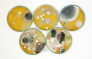 Colonies of yeasts, molds, fungal testing in clinical samples, Malt Extract Agar in Petri dish using for growth media to isolate