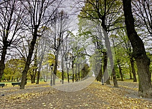 Colonnade of lime trees in the park