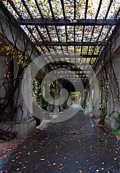 Colonnade walkway with ivy columns and fallen leaves