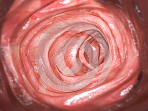 Colonoscopy. Inside of healthy colon, large intestine.Human digestive system